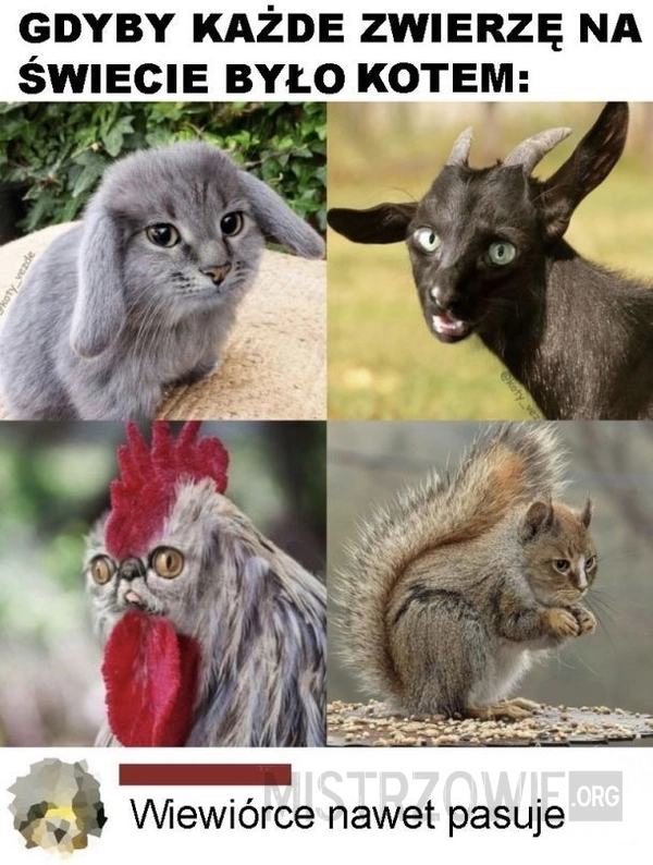 
    Kot