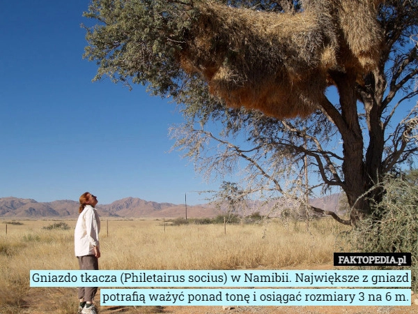 
    Gniazdo tkacza (Philetairus socius) w Namibii. Największe z gniazd potrafią