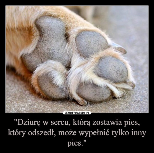 
    "Dziurę w sercu, którą zostawia pies, który odszedł, może wypełnić tylko inny pies."