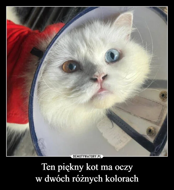 Ten piękny kot ma oczy w dwóch różnych kolorach