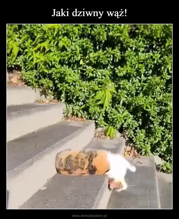 
    Jaki dziwny wąż!