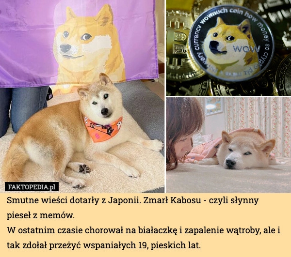 
    Smutne wieści dotarły z Japonii. Zmarł Kabosu - czyli słynny pieseł z memów.