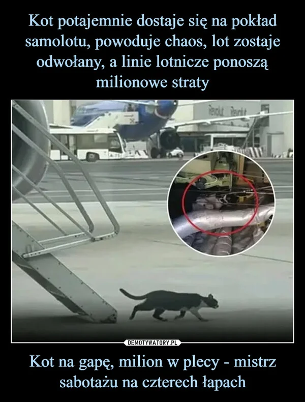 
    Kot potajemnie dostaje się na pokład samolotu, powoduje chaos, lot zostaje odwołany, a linie lotnicze ponoszą milionowe straty Kot na gapę, milion w plecy - mistrz sabotażu na czterech łapach