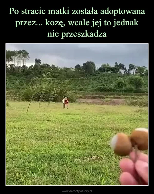 
    Po stracie matki została adoptowana przez... kozę, wcale jej to jednak nie przeszkadza