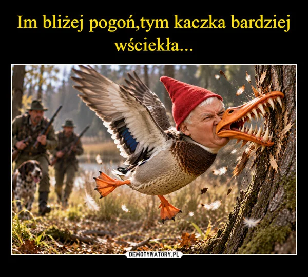 Im bliżej pogoń,tym kaczka bardziej wściekła...