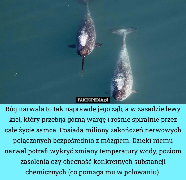 
    Róg narwala to tak naprawdę jego ząb, a w zasadzie lewy kieł, który przebija