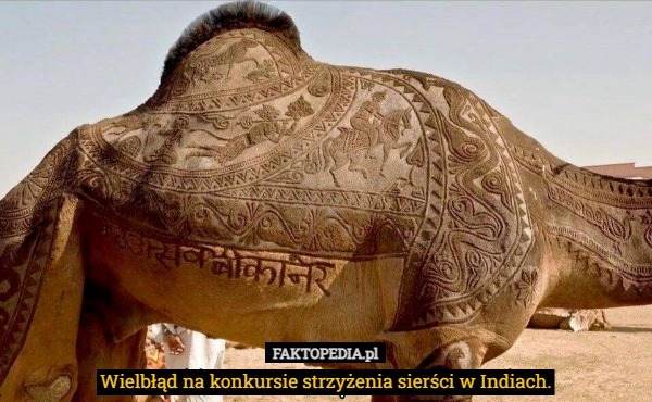 
    Wielbłąd na konkursie strzyżenia sierści w Indiach.