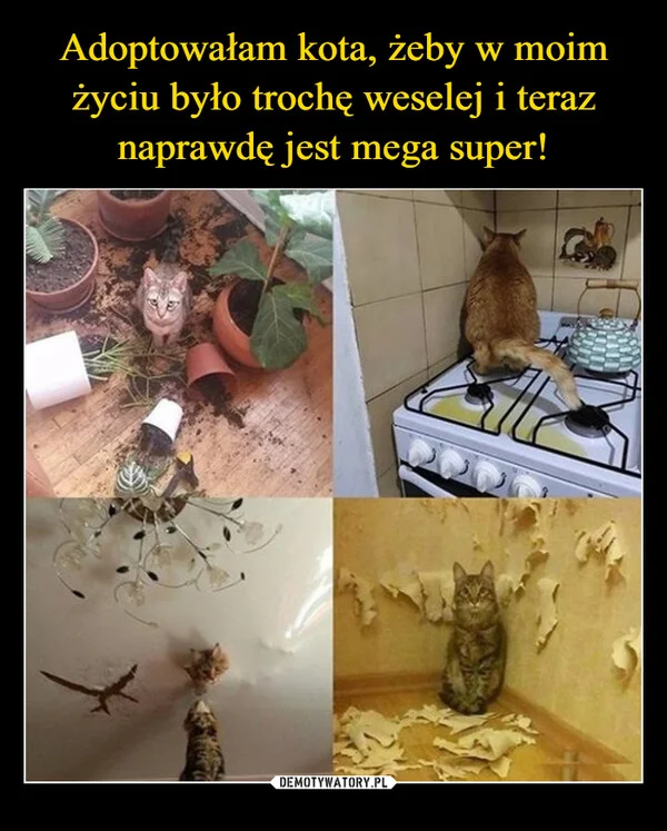
    Adoptowałam kota, żeby w moim życiu było trochę weselej i teraz naprawdę jest mega super!