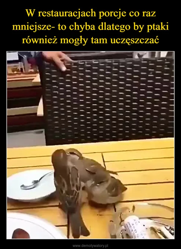 
    W restauracjach porcje co raz mniejsze- to chyba dlatego by ptaki również mogły tam uczęszczać