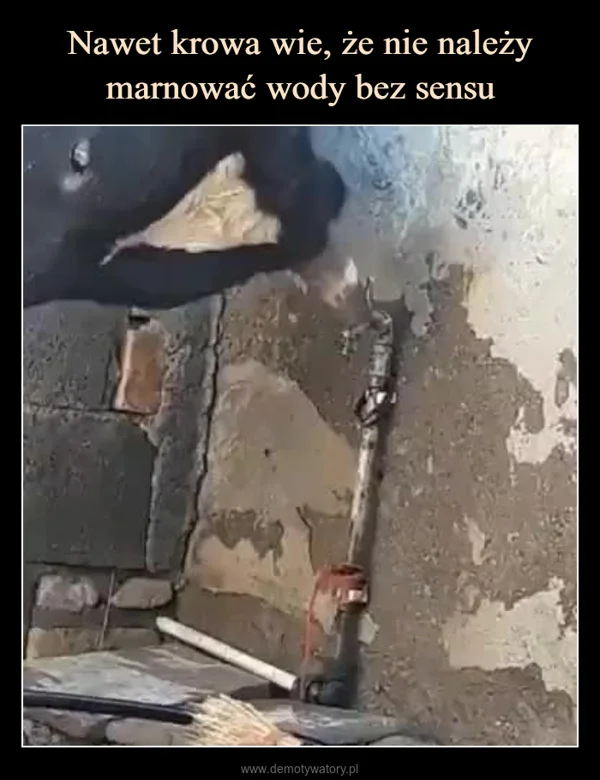 
    Nawet krowa wie, że nie należy marnować wody bez sensu
