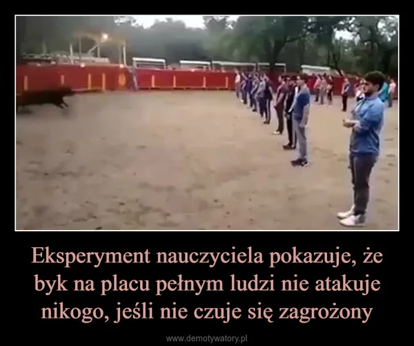 
    Eksperyment nauczyciela pokazuje, że byk na placu pełnym ludzi nie atakuje nikogo, jeśli nie czuje się zagrożony