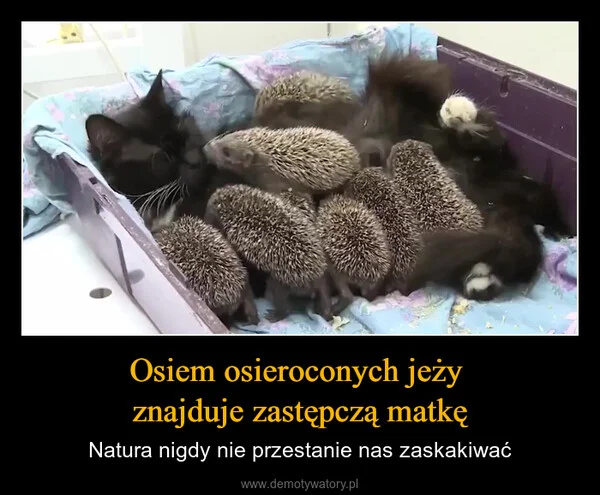 
    Osiem osieroconych jeży znajduje zastępczą matkę
