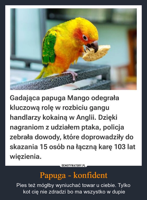 
    Papuga - konfident