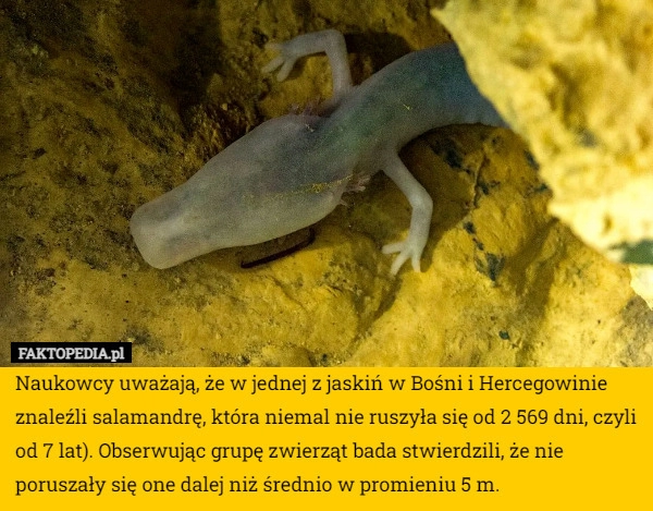 
    Naukowcy uważają, że w jednej z jaskiń w Bośni i Hercegowinie znaleźli salamandrę,