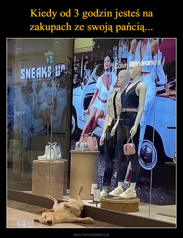 
    Kiedy od 3 godzin jesteś na zakupach ze swoją pańcią...