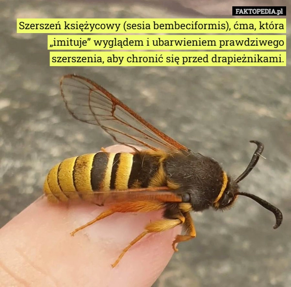 
    Szerszeń księżycowy (sesia bembeciformis), ćma, która „imituje” wyglądem...