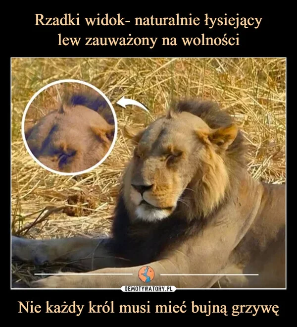 
    Rzadki widok- naturalnie łysiejący lew zauważony na wolności Nie każdy król musi mieć bujną grzywę
