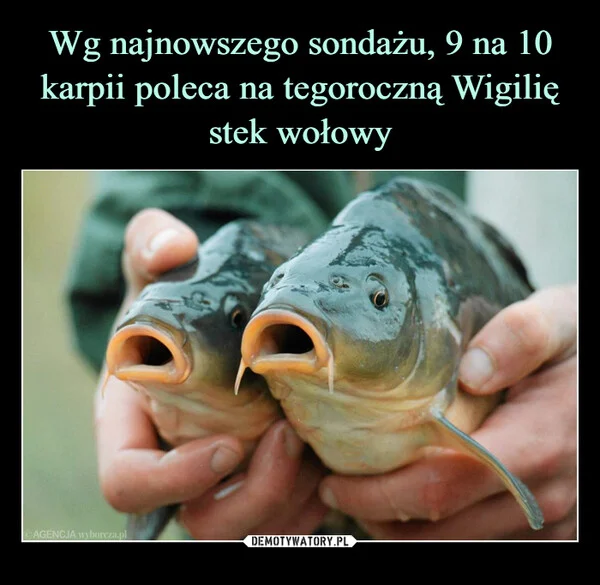 
    Wg najnowszego sondażu, 9 na 10 karpii poleca na tegoroczną Wigilię stek wołowy