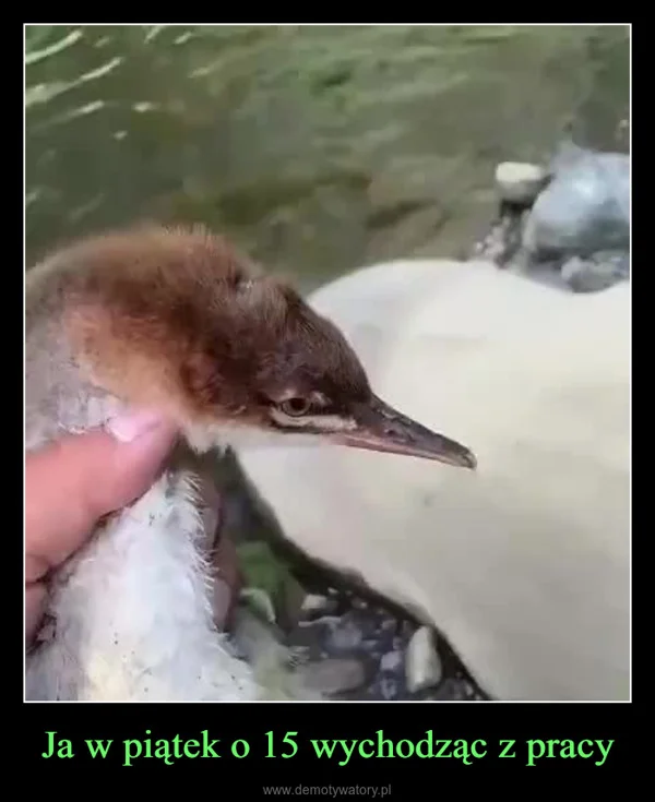 
    Ja w piątek o 15 wychodząc z pracy