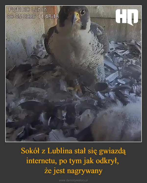 
    Sokół z Lublina stał się gwiazdą internetu, po tym jak odkrył, że jest nagrywany