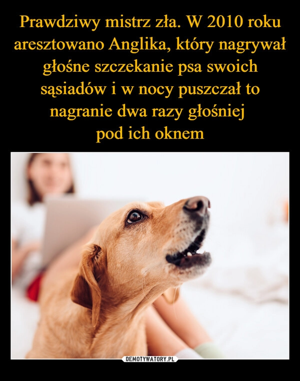 
    Prawdziwy mistrz zła. W 2010 roku aresztowano Anglika, który nagrywał głośne szczekanie psa swoich sąsiadów i w nocy puszczał to nagranie dwa razy głośniej 
pod ich oknem