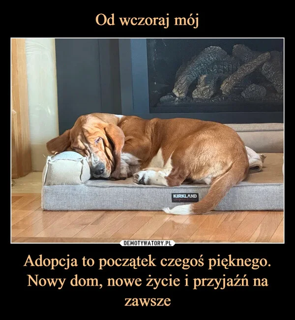 
    Od wczoraj mój Adopcja to początek czegoś pięknego. Nowy dom, nowe życie i przyjaźń na zawsze
