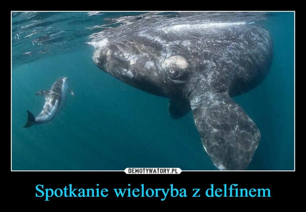 
    Spotkanie wieloryba z delfinem