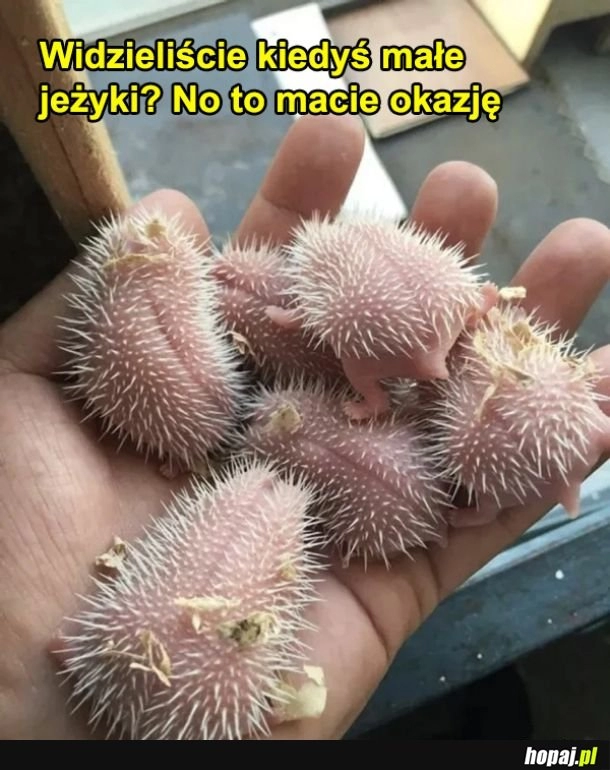 
    Małe jeżyki