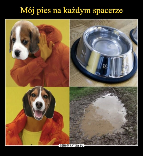 
    Mój pies na każdym spacerze