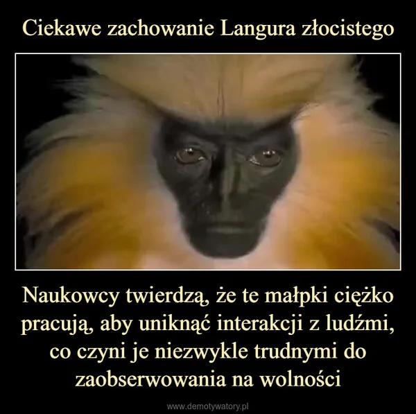 
    Ciekawe zachowanie Langura złocistego Naukowcy twierdzą, że te małpki ciężko pracują, aby uniknąć interakcji z ludźmi, co czyni je niezwykle trudnymi do zaobserwowania na wolności