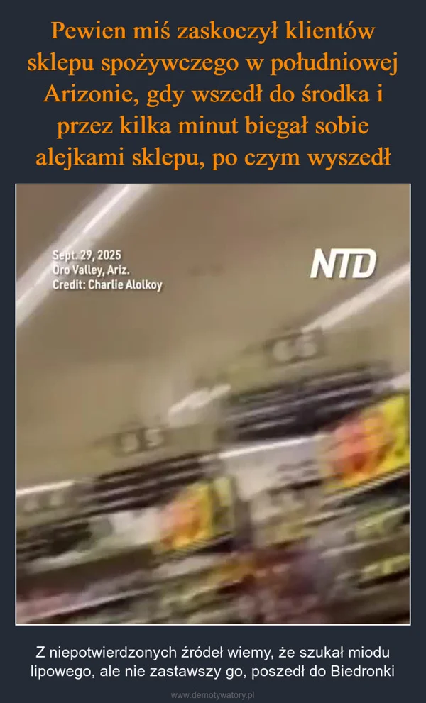 
    Pewien miś zaskoczył klientów sklepu spożywczego w południowej Arizonie, gdy wszedł do środka i przez kilka minut biegał sobie alejkami sklepu, po czym wyszedł