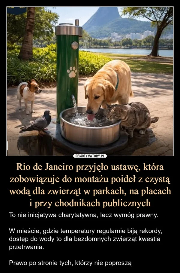 
    Rio de Janeiro przyjęło ustawę, która zobowiązuje do montażu poideł z czystą wodą dla zwierząt w parkach, na placach i przy chodnikach publicznych