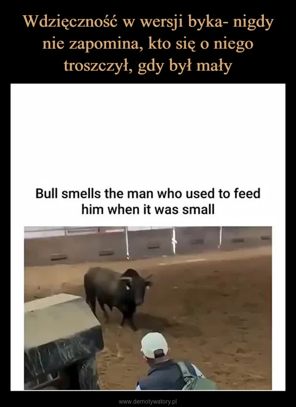 
    Wdzięczność w wersji byka- nigdy nie zapomina, kto się o niego troszczył, gdy był mały