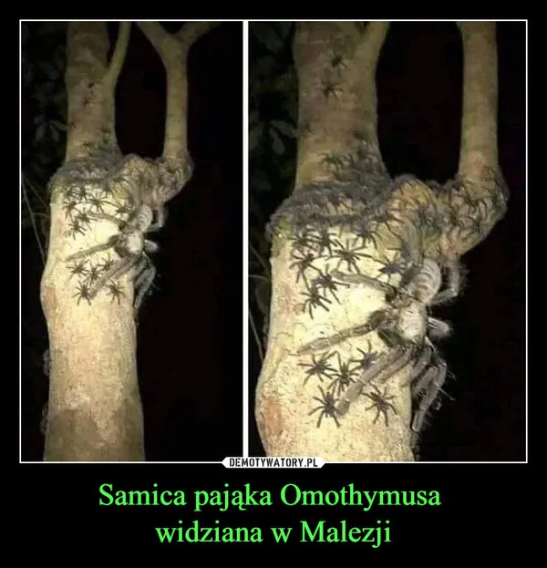 
    Samica pająka Omothymusa widziana w Malezji