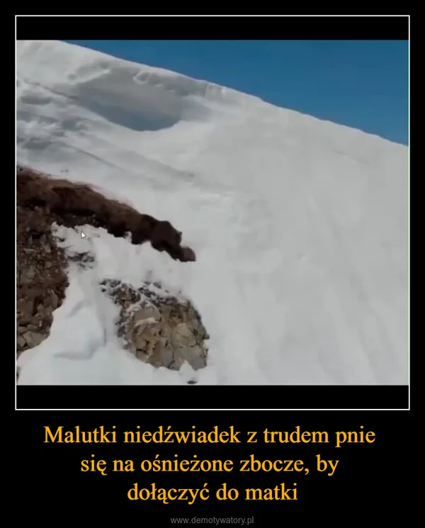
    Malutki niedźwiadek z trudem pnie się na ośnieżone zbocze, by dołączyć do matki