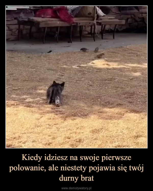
    Kiedy idziesz na swoje pierwsze polowanie, ale niestety pojawia się twój durny brat