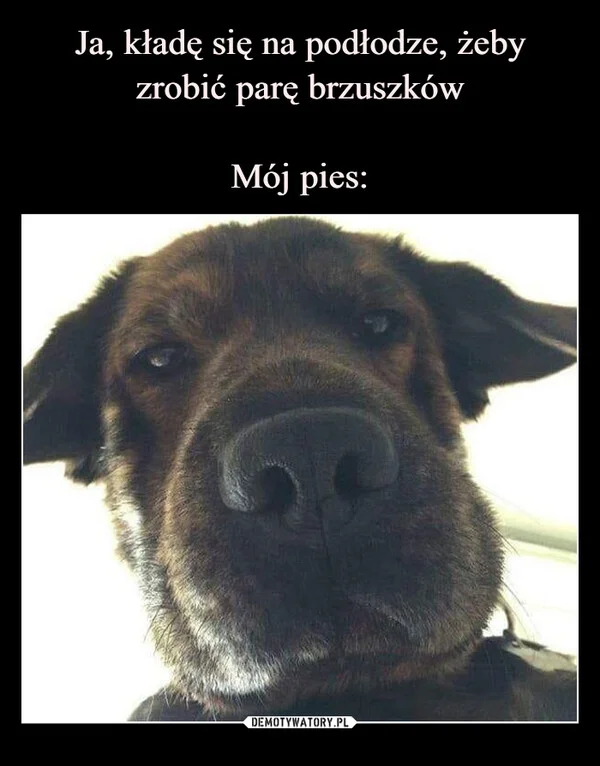 Ja, kładę się na podłodze, żeby zrobić parę brzuszków Mój pies: