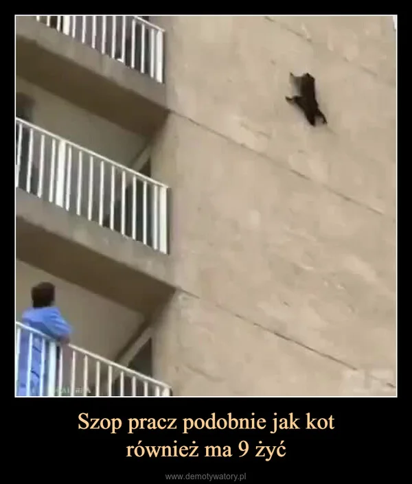 
    Szop pracz podobnie jak kot również ma 9 żyć