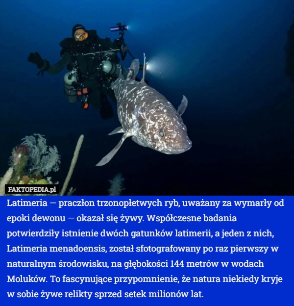 
    Latimeria — praczłon trzonopłetwych ryb, uważany za wymarły od epoki dewonu
