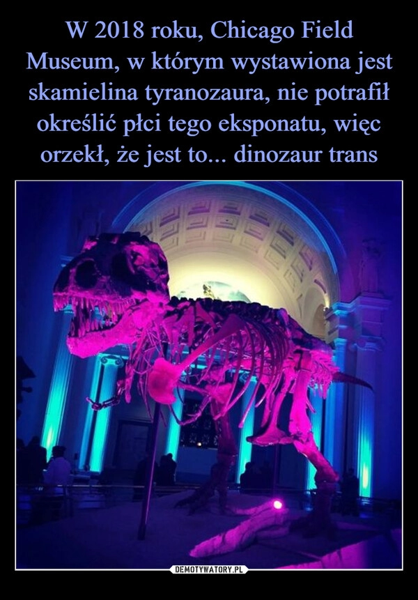 
    W 2018 roku, Chicago Field Museum, w którym wystawiona jest skamielina tyranozaura, nie potrafił określić płci tego eksponatu, więc orzekł, że jest to... dinozaur trans