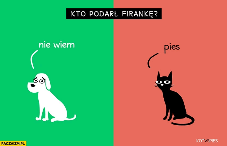 
    Kto podarł firankę? Pies nie wiem, kot mówi, że pies. Kot vs pies