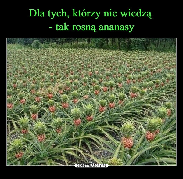 
    Dla tych, którzy nie wiedzą 
- tak rosną ananasy