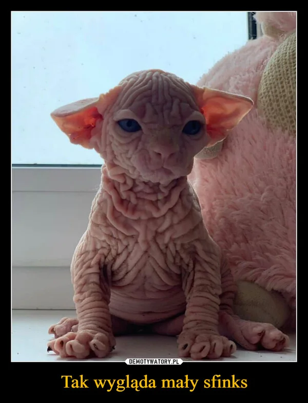 
    Tak wygląda mały sfinks