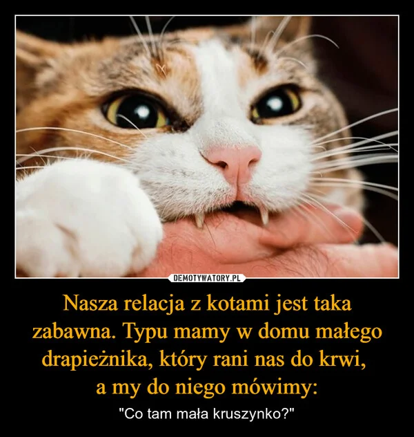 
    Nasza relacja z kotami jest taka zabawna. Typu mamy w domu małego drapieżnika, który rani nas do krwi, a my do niego mówimy: