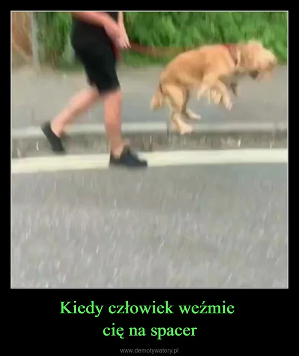 
    Kiedy człowiek weźmie cię na spacer