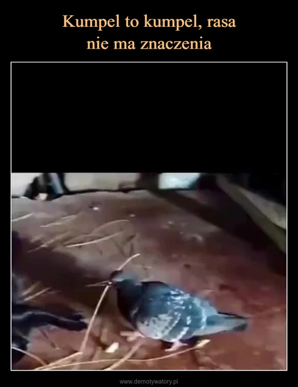 
    Kumpel to kumpel, rasa nie ma znaczenia