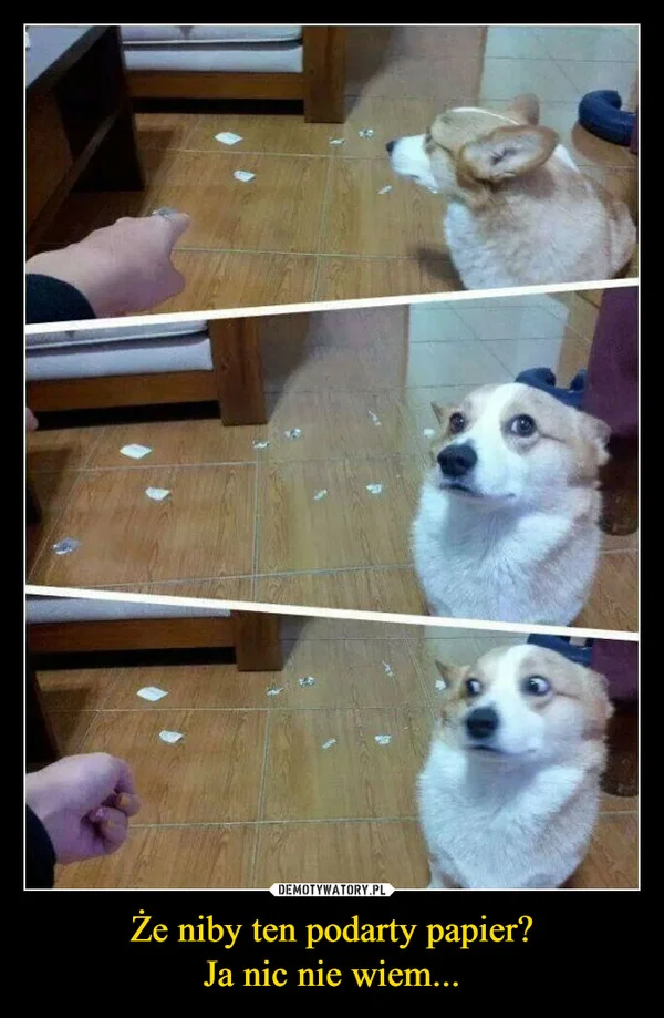 
    Że niby ten podarty papier? Ja nic nie wiem...