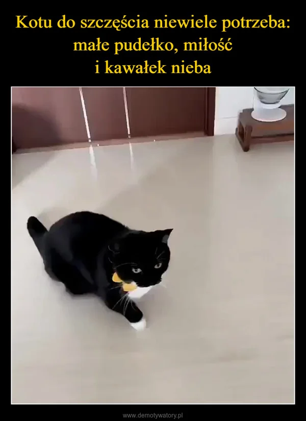 
    Kotu do szczęścia niewiele potrzeba: małe pudełko, miłość i kawałek nieba