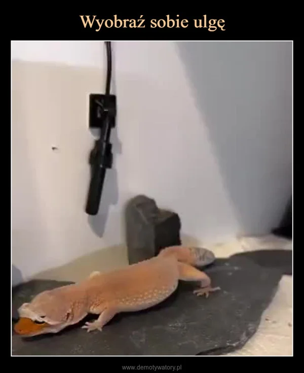 
    Wyobraź sobie ulgę