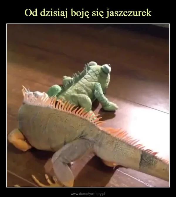 
    Od dzisiaj boję się jaszczurek